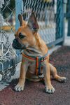 斗牛犬