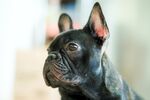 斗牛犬