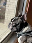 斗牛犬