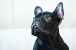 斗牛犬