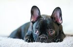 斗牛犬
