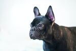斗牛犬