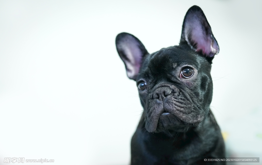 斗牛犬