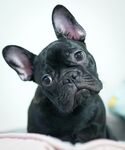 斗牛犬