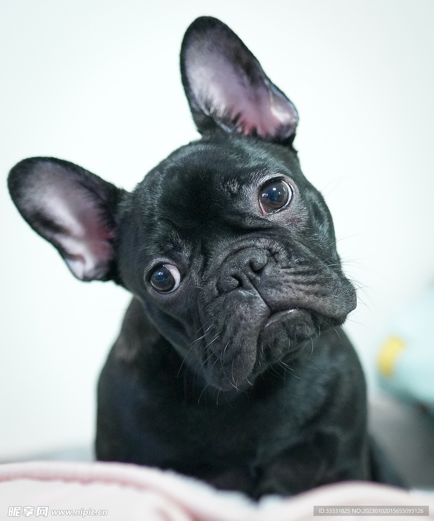 斗牛犬