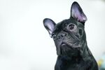 斗牛犬