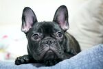 斗牛犬