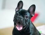 斗牛犬