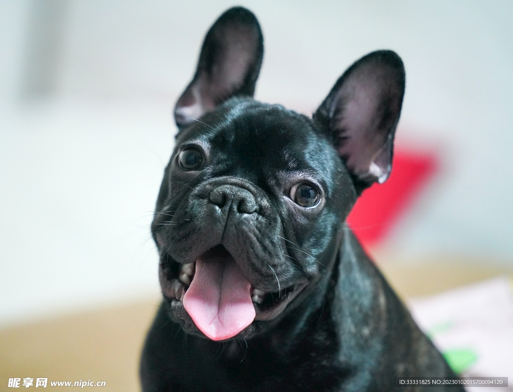 斗牛犬