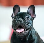 斗牛犬
