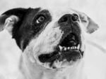 斗牛犬