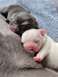 斗牛犬