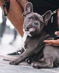 斗牛犬