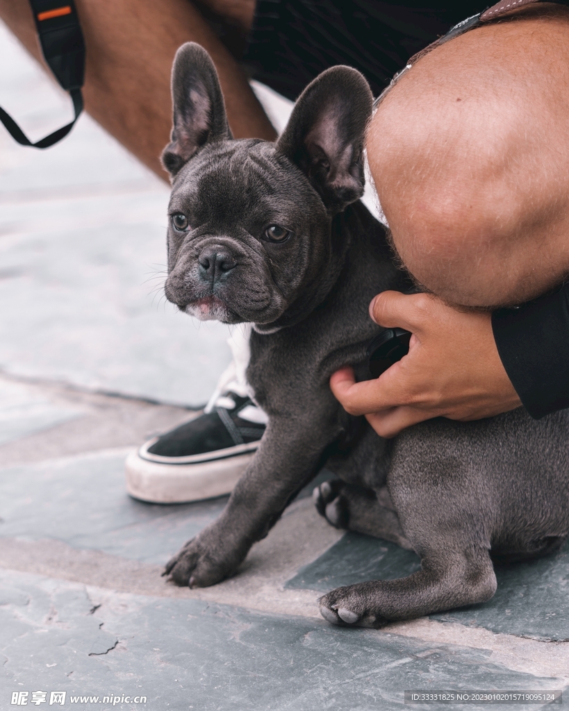 斗牛犬