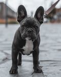 斗牛犬