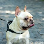 斗牛犬
