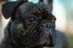斗牛犬
