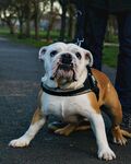 斗牛犬