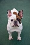 斗牛犬