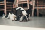 斗牛犬