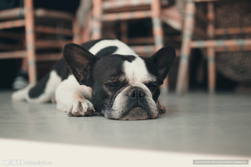 斗牛犬
