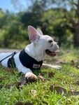 斗牛犬