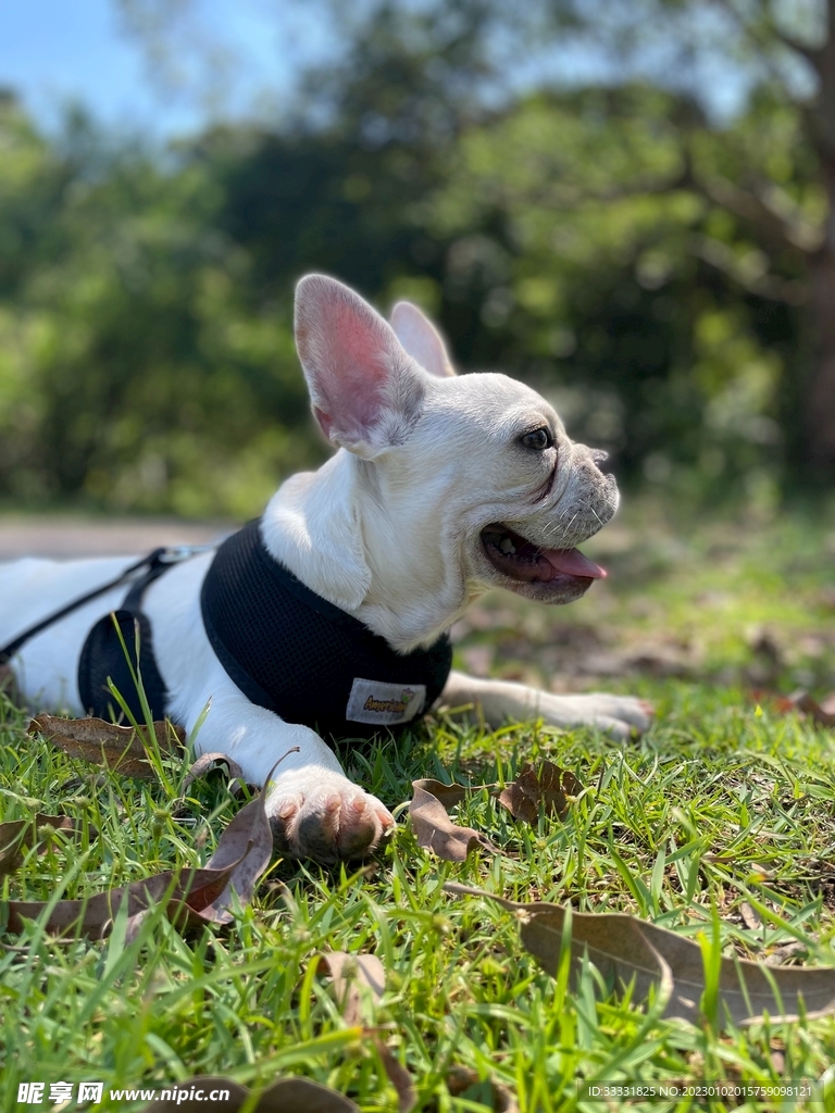 斗牛犬