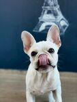 斗牛犬