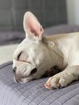 斗牛犬