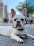 斗牛犬