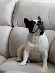 斗牛犬