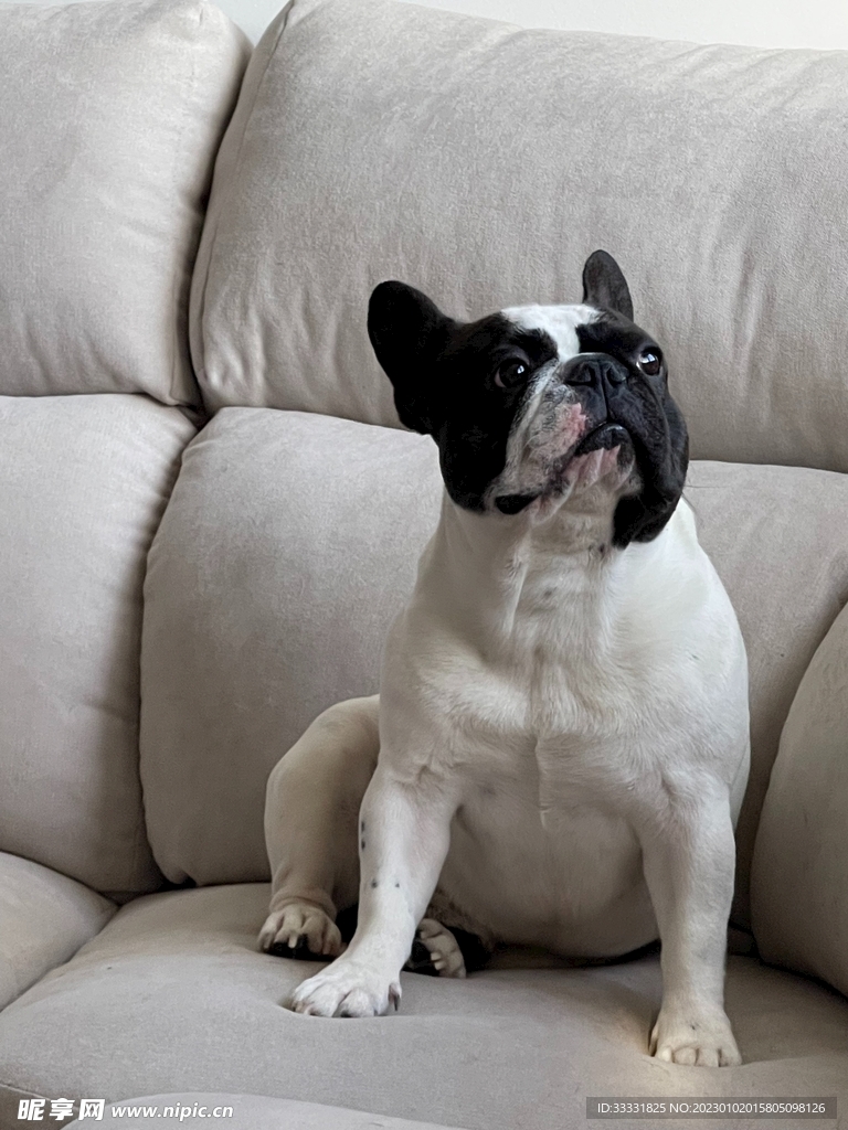 斗牛犬