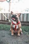 斗牛犬
