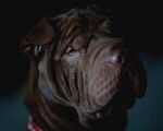 斗牛犬
