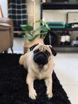 斗牛犬
