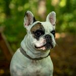 斗牛犬