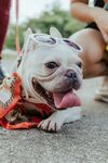 斗牛犬