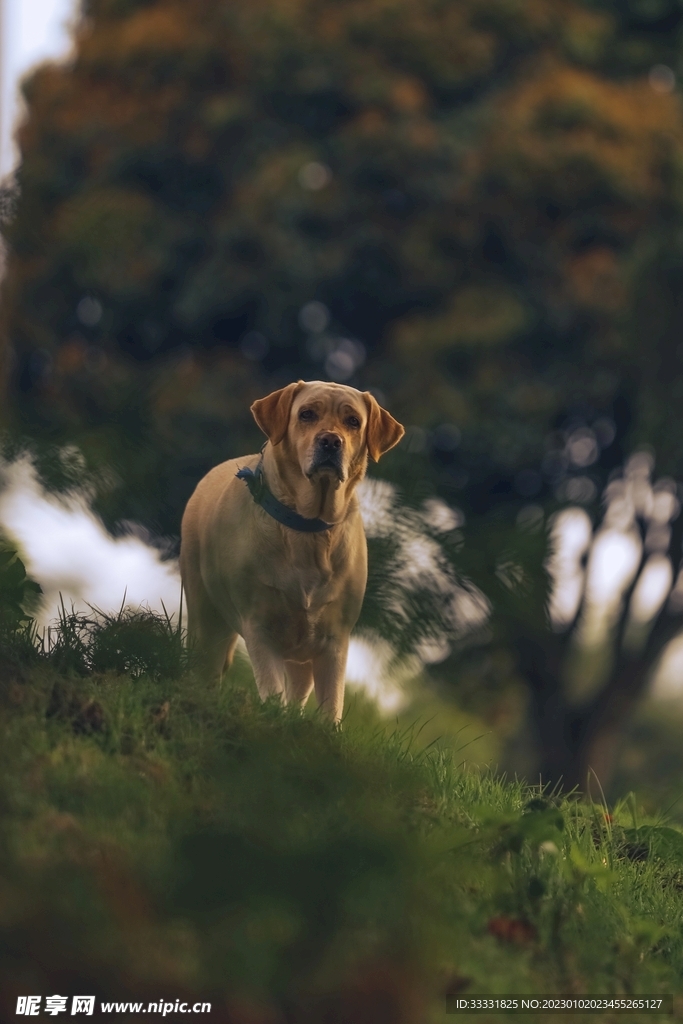 边境牧羊犬