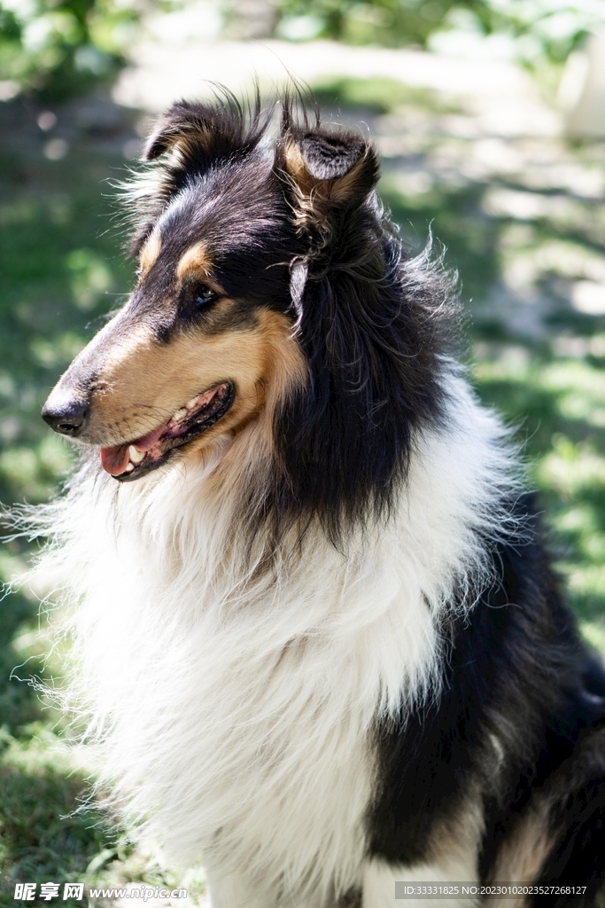 边境牧羊犬