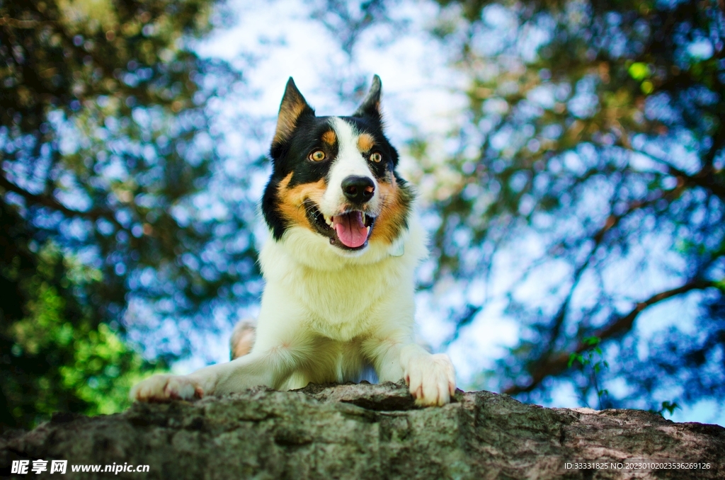 边境牧羊犬