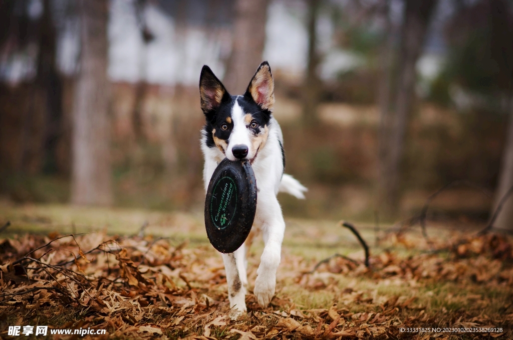 边境牧羊犬