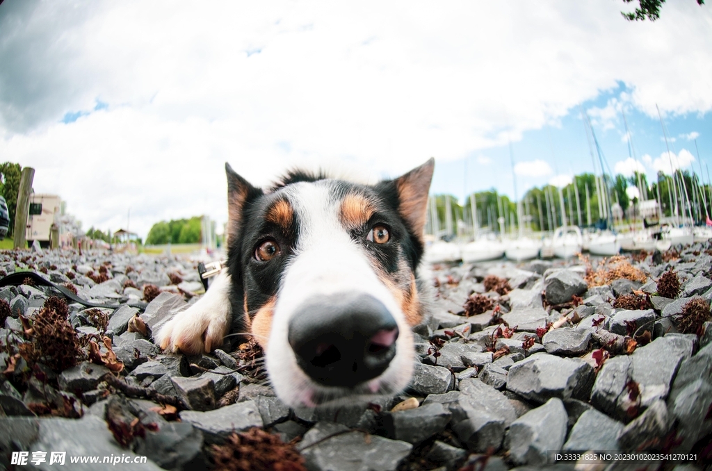 边境牧羊犬