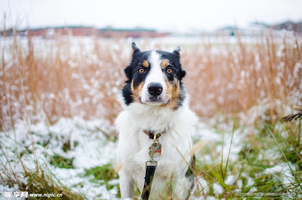 边境牧羊犬