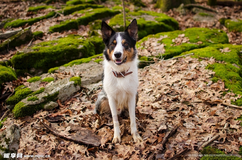 边境牧羊犬