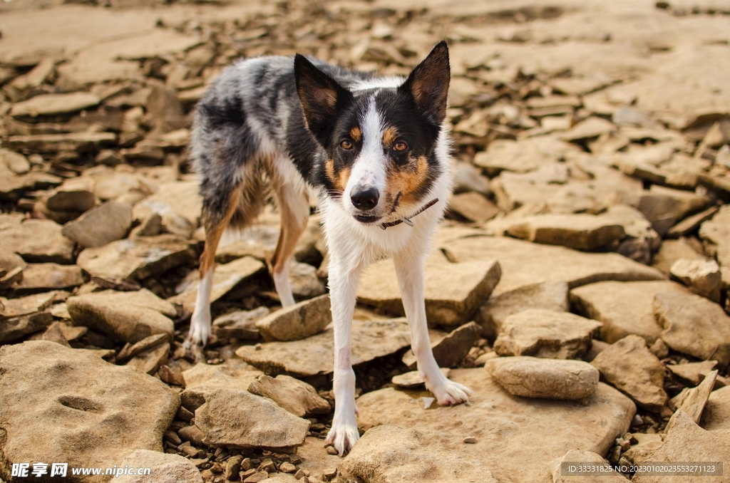 边境牧羊犬