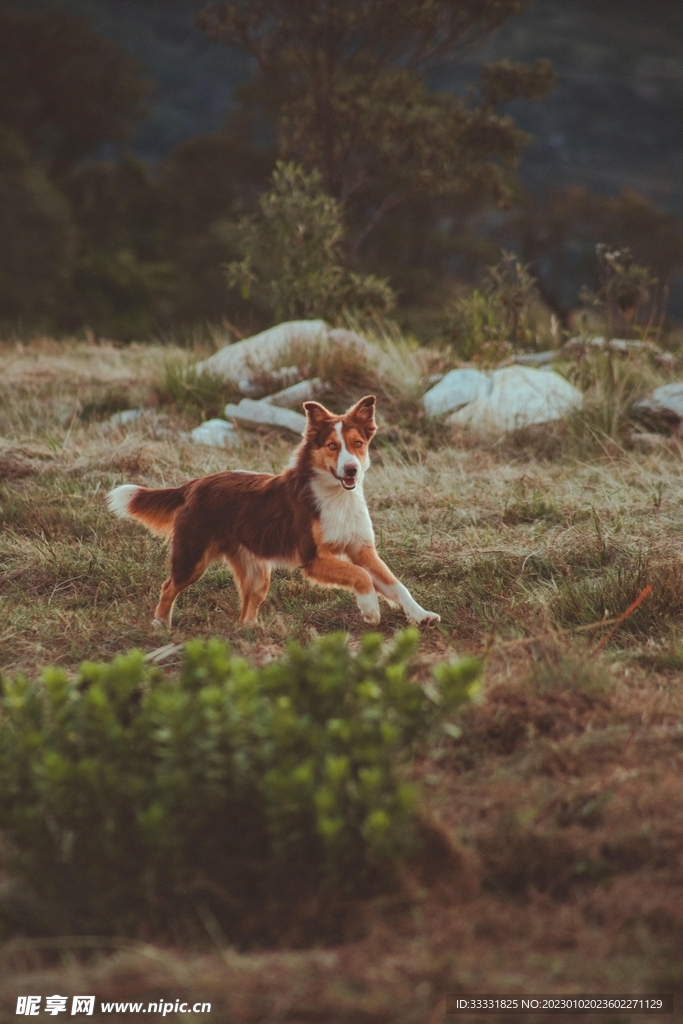 边境牧羊犬