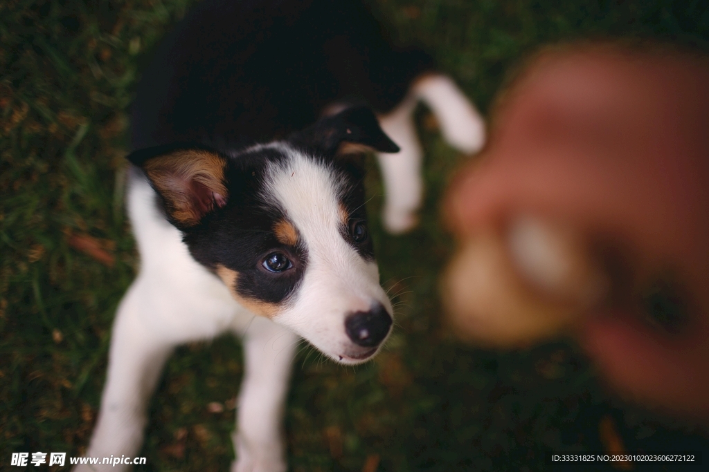 边境牧羊犬