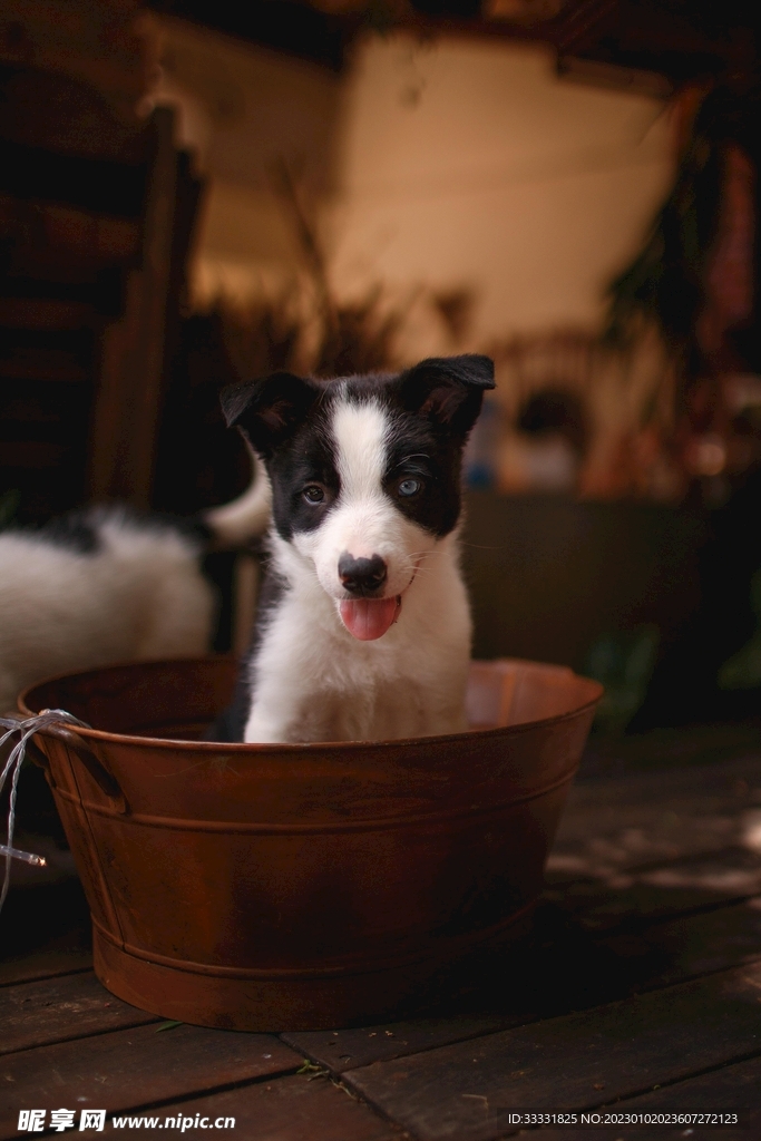 边境牧羊犬