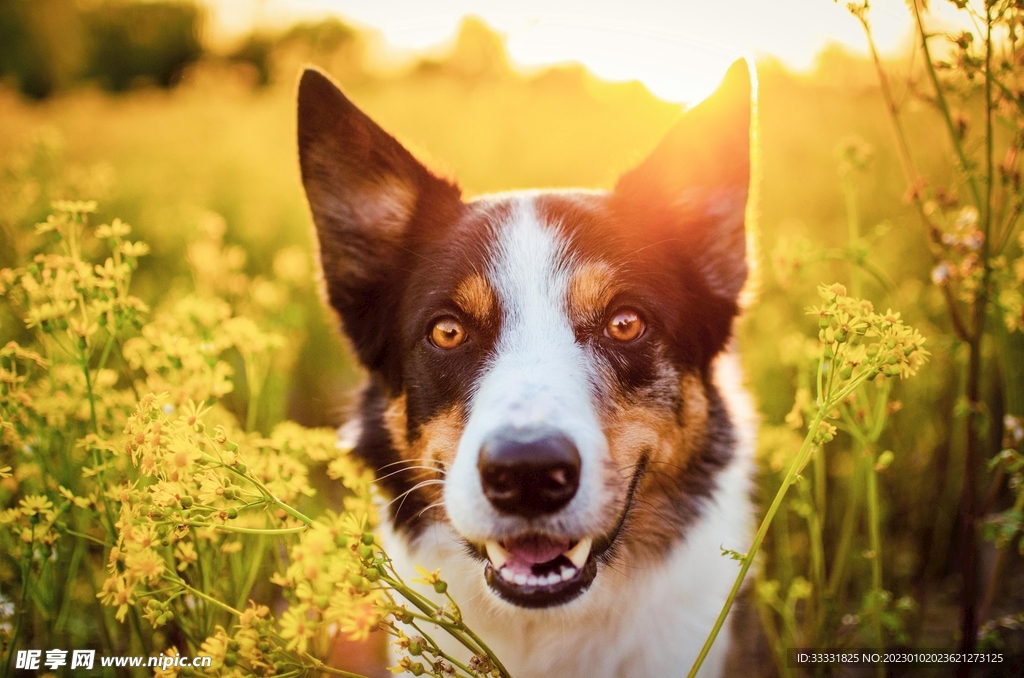 边境牧羊犬