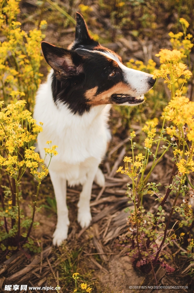 边境牧羊犬